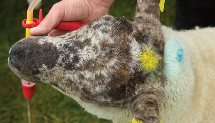 Assessing the resistance status of your farm