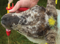 Three steps to slowing down the development of Anthelmintic Resistance on Sheep farms