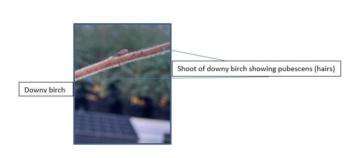 downy birch twig