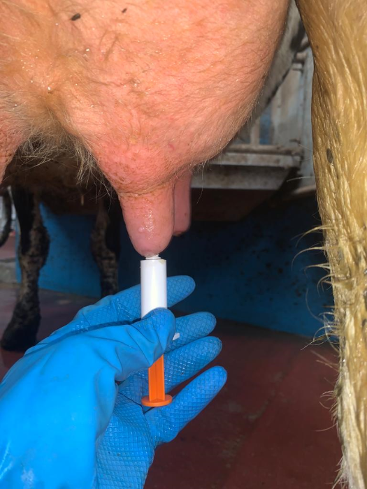 dry cow therapy