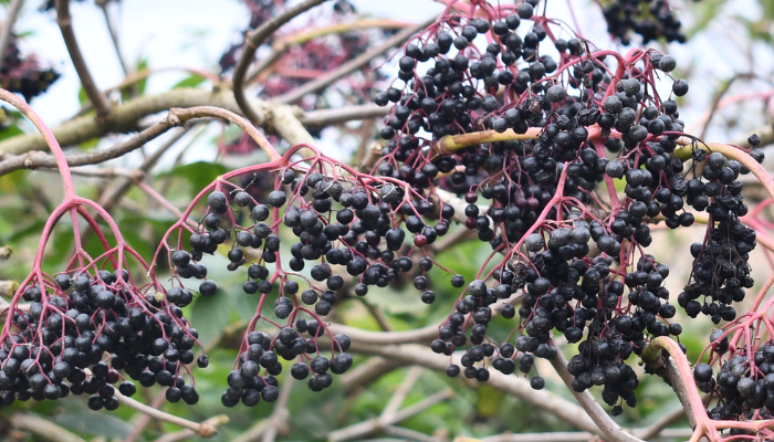 Growing Wild - Elderberries and Blackberries