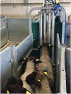 ewes being body condition scored