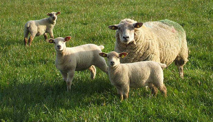 Grass Tetany in Ewes