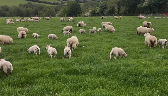 Nematodirus and coccidia in lambs