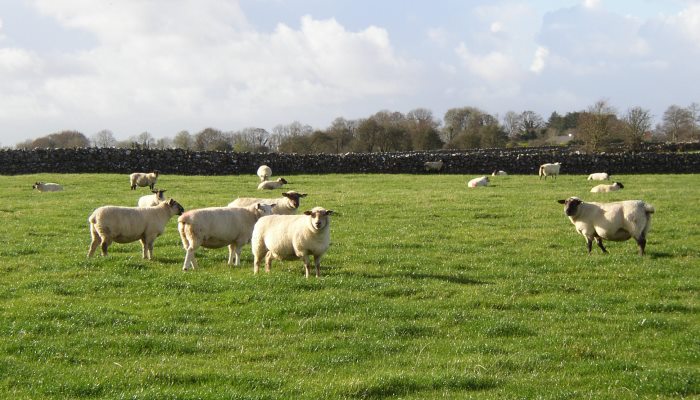 Autumn Grassland Management Guidelines for Sheep