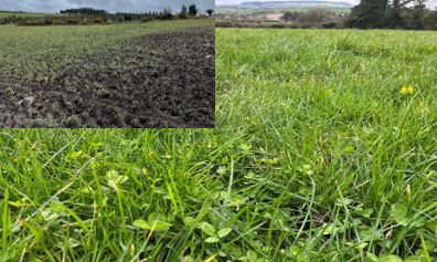 On badly damaged paddocks Steven spread 18-6-12. The P helps repair the damaged grass root