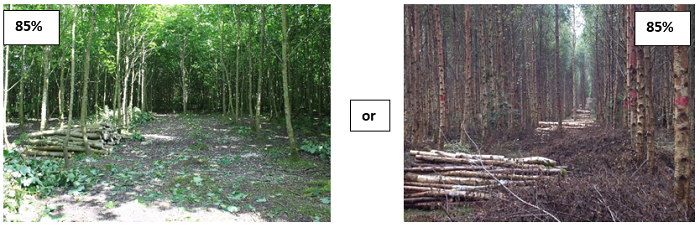 Birch and sycamore plantations