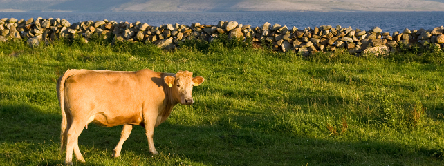 Cow in front of a stone wall