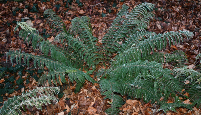 Growing Wild - Whins and Ferns