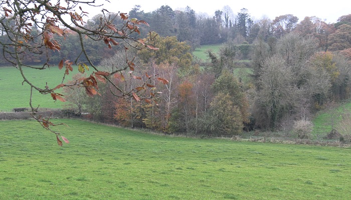 Tree and hedge management in Ballyhaise College