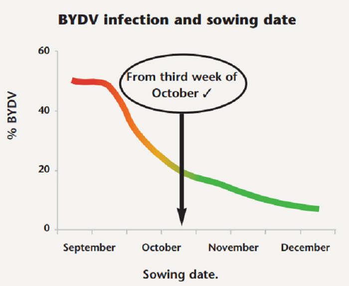 BYDV risk as season progresses