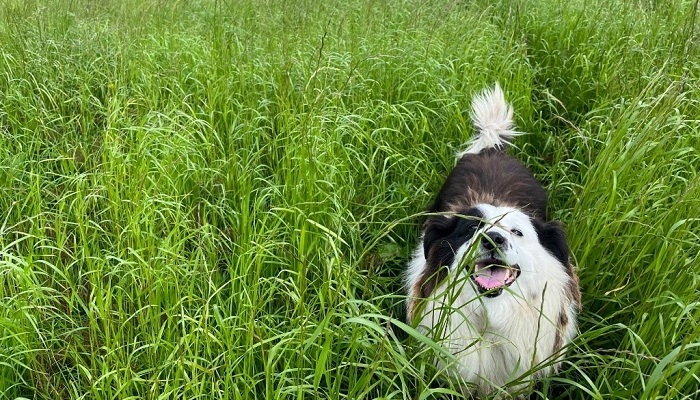 Figure 2: Silage field ready to be cut on Proinnsias Creedon’s farm