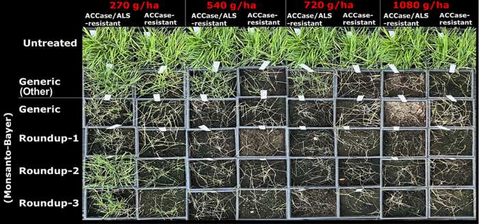 Symptoms of blackgrass populations following application of different glyphosate products and rates at the 2-4 leaf stage. Effective control was not achieved where surviving green plants (whether alive or damaged/severely damaged but not dead) are present from a square. For glyphosate evaluations, we used populations that were resistant to both ACCase (Falcon, Stratos Ultra) and ALS (Pacifica) her