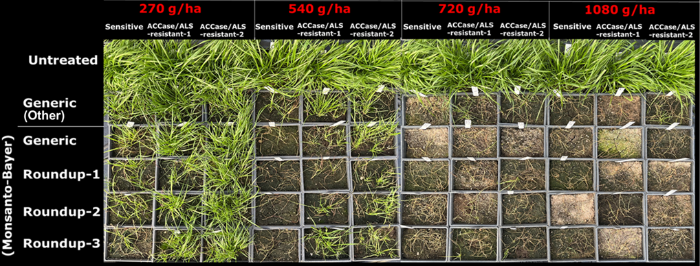 Symptoms of Italian ryegrass populations following application of different glyphosate products and rates at the 2-4 leaf stage. Effective control was not achieved where surviving green plants (whether alive or damaged/severely damaged but not dead) are present from a square. For glyphosate evaluations, we used populations that were fully susceptible to ACCase (Axial, Falcon, Stratos Ultra) and AL