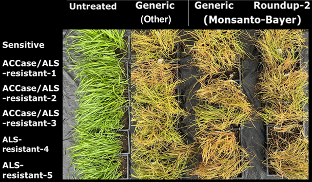 Symptoms of Italian ryegrass with different sensitive status following application of different glyphosate products to larger tillering plants at a rate of 1080 g/ha. Herbicide-controlled plants showing chlorosis (yellowing) and necrosis (browning) of foliage. For glyphosate evaluations, we used populations that were fully susceptible to ACCase (Axial, Falcon, Stratos Ultra) and ALS (Pacifica, Bro