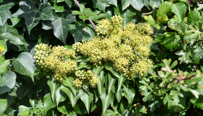 flowering ivy