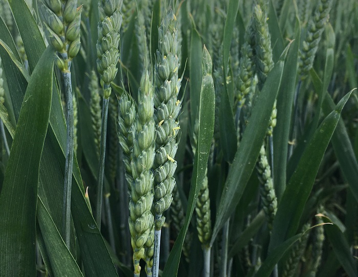 flowering winter wheat
