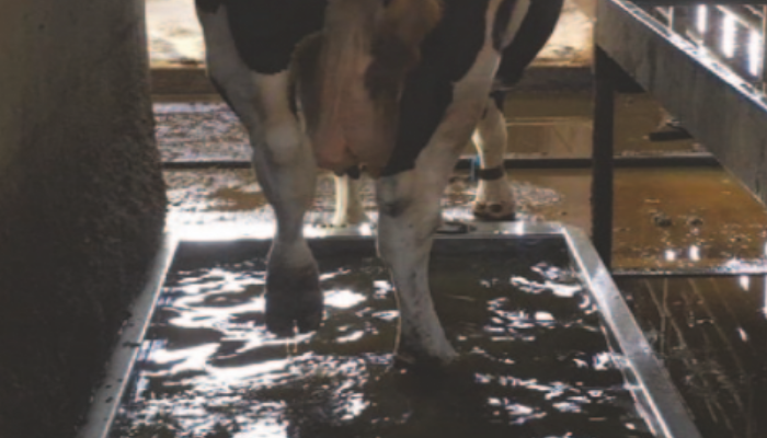 Foot bath design and use to help with lameness