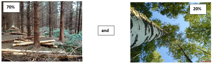 conifer and broadleaf trees