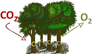 forest carbon diagram