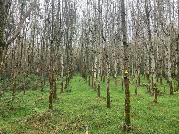 Using data to adapt Irish forests to a changing climate