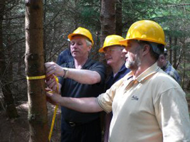 forestry_measuring