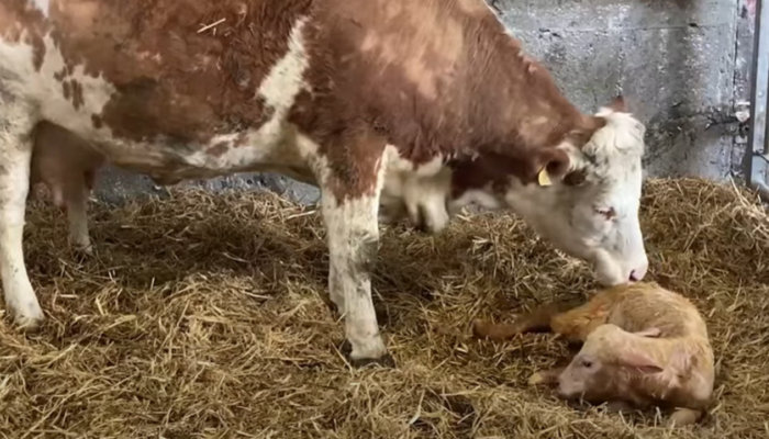 Calving coming to a close and preparing for breeding at Derrypatrick