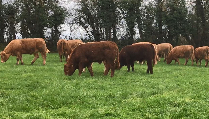 Achieving high performance from grass this spring