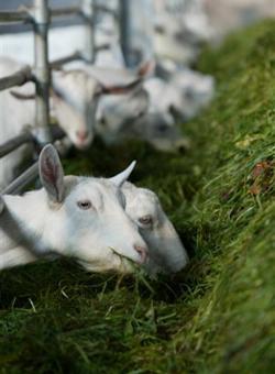 goats