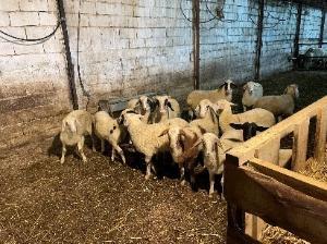 goats in barn