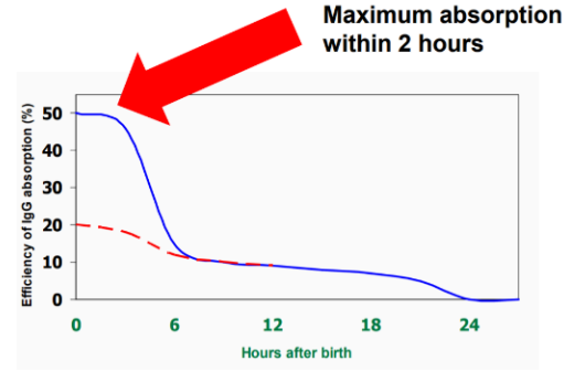 A graph showing the drop off in the uptake in colostrum antibodies after birth. Highlighting the optimum time to feed colostrum is within the first two hours of life
