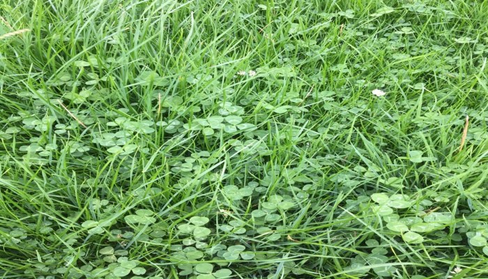 Managing existing clover swards