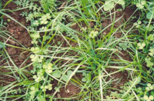 grass plant at the 3 leaf stage and white clover with the trifoliate leaf emerged