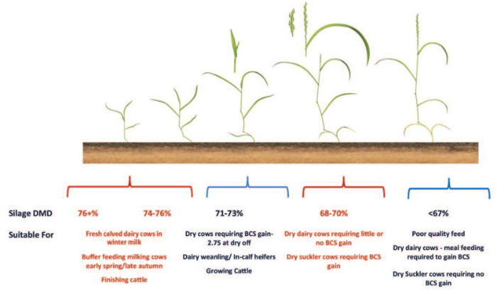 A graph showing that silage quality drops as the grass plant enters the reproductive phase