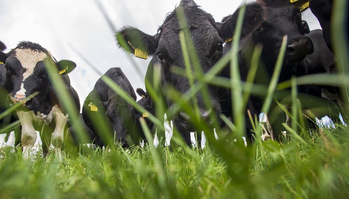 Significant increase in grass growth predicted