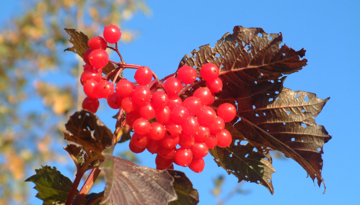 guelder rose closeup plant