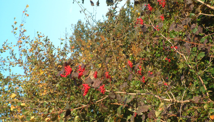 Growing wild - Guelder Rose and Sloes