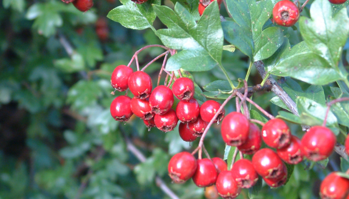 haws closeup