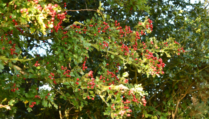 Growing wild - Haws and Spindle