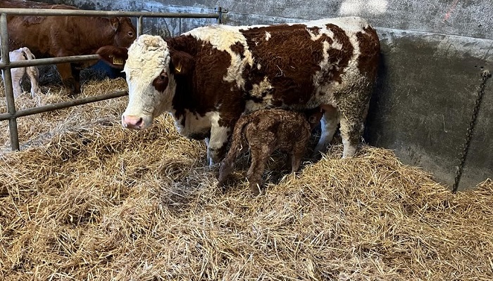 A Simmental heifer and her calf