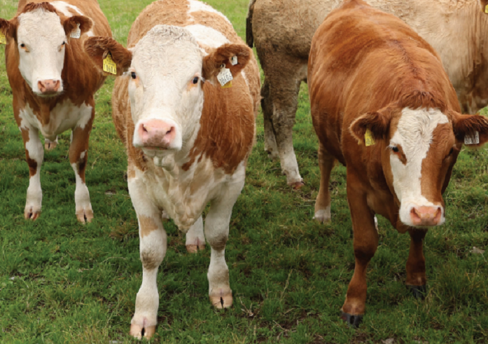 Heifers on Oliver and Anna Dixons farm