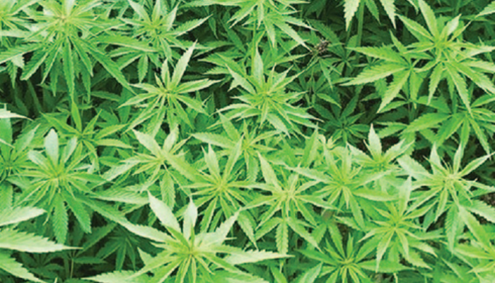 10 Things to Know About … Hemp