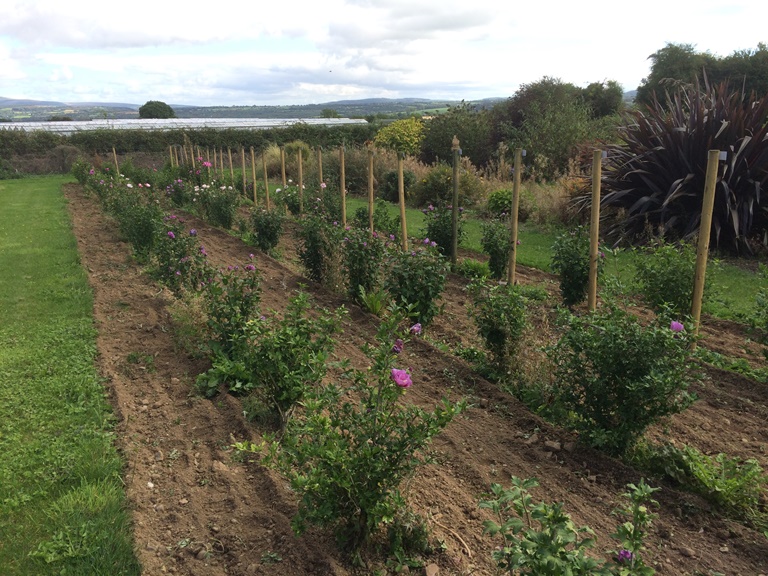 Field of Hiscus plants grown for Euro trials