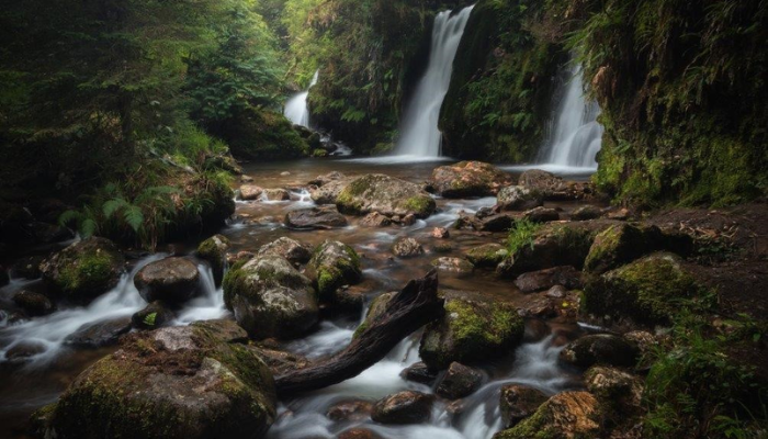 Minister Pippa Hackett announces overall winner of Teagasc Forest Photo Competition 2022