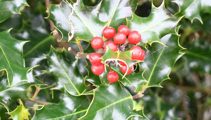 holly