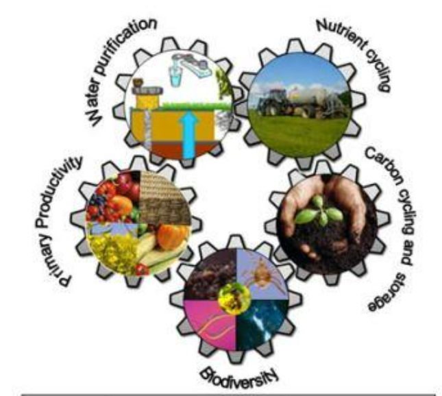 food production, water purification, nutrient cycling, carbon cycling/storage, and biodiversity
