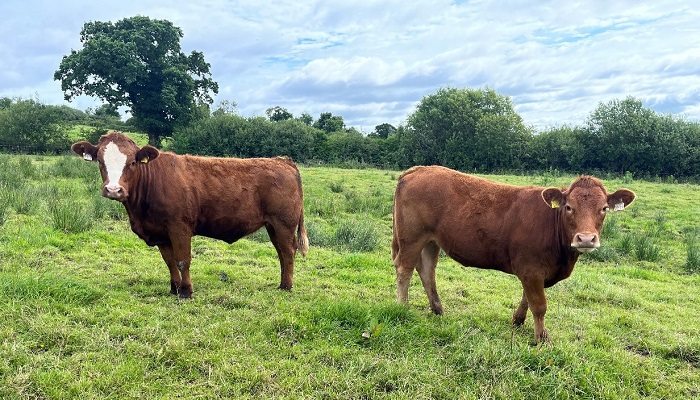 in calf heifers in a paddock of grass on James Skehans farm