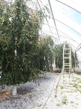 indoor seed orchard