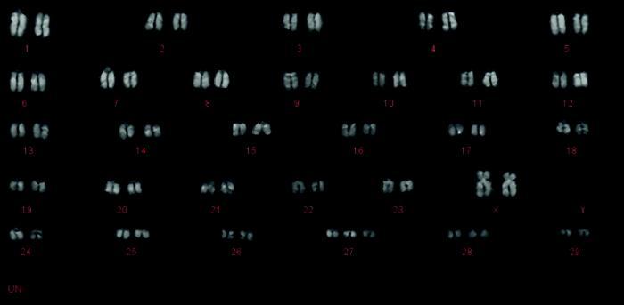 Detecting chromosomal abnormalities in cattle
