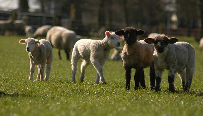 Lamb mortality - when it occurs, causes and management practices